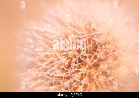 Pissenlit Blanc moelleux sur un arrière-plan flou. Microfoto avec gouttes de rosée. Banque D'Images