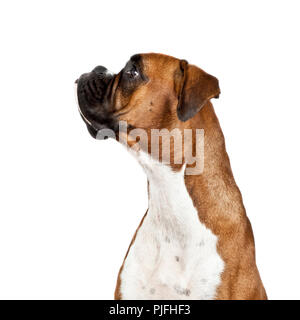 Une image d'un chien Boxer allemand Banque D'Images