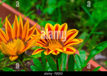 Les couleurs magnifiques d'un été Gerber - Gazania. Прекрасни цветове гербер газания на летен -. Banque D'Images