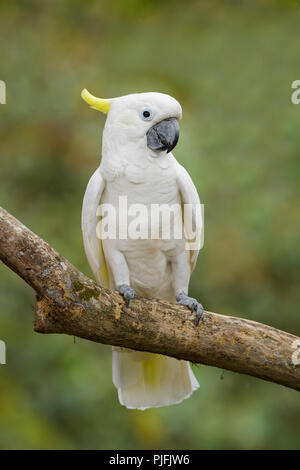 Cacatoès Cacatua galerita Eleonora - eleonora, beau perroquet blanc d'Aru îles, l'Indonésie. Banque D'Images