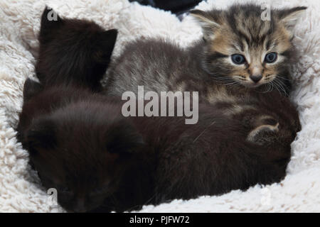 Cinq chatons dans lit de chat doublé polaire Banque D'Images