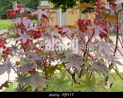 Feuillage bronze rouge et rouge piquant seedheads du ricin, Ricinus communis 'Purpurea' Banque D'Images