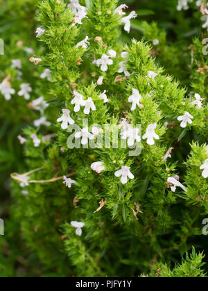 Parmi les fleurs blanches evergreen semi croissance de l'herbe de sarriette vivace, Satureja montana Banque D'Images