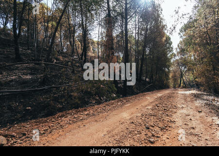 Route de terre entre la forêt de faible inclinaison, à l'eucalyptus brûlées par le feu sur les côtés Banque D'Images