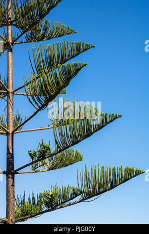 Araucaria heterophylla - Île Norfolk Pine Tree Banque D'Images