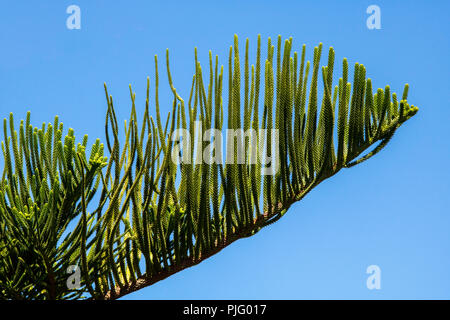 Araucaria heterophylla - Île Norfolk Pine Tree Banque D'Images