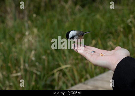 Oiseau curieux l'atterrissage sur une main avec les graines. Les oiseaux affamés à la recherche de nourriture dans les bois. Nourrir les petits oiseaux. Banque D'Images