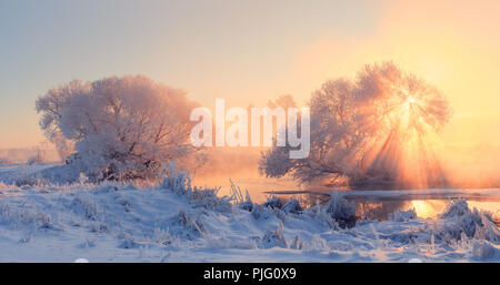 Matin d'hiver. Noël ensoleillé avec le lever du soleil les rayons du soleil à travers les arbres givré. Lumière d'hiver coloré. Noël arrière-plan. Banque D'Images