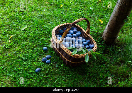 Délicieux et juteux fraîchement récoltées dans un panier de prunes brun reposant sur l'herbe en plus d'un prunier dans un verger Banque D'Images