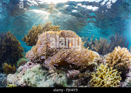 False clown poisson clown Amphiprion ocellaris, Sebayur, Island, parc national de l'île de Komodo, Indonésie Banque D'Images