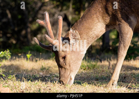 Rusa deer buck adultes Timor Oriental, Cervus timorensis, en velours sur Rinca Island, Indonésie Banque D'Images