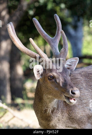 Rusa deer buck adultes Timor Oriental, Cervus timorensis, en velours sur Rinca Island, Indonésie Banque D'Images