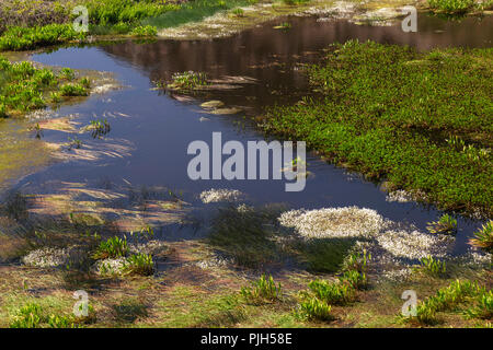Petit lac à Ynys-Y-Fydlyn Anglesey, sur la côte nord du Pays de Galles Banque D'Images