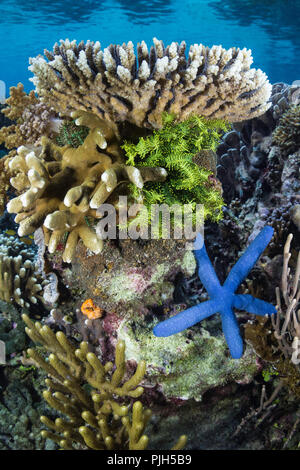 Une profusion de coraux durs et mous sur Sebayur Island, le Parc National de Komodo, Flores, Indonésie Mer Banque D'Images