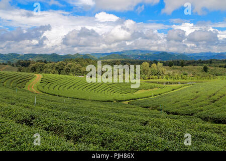 Fong Choui la plantation de thé, Chiang Rai, Thaïlande Banque D'Images