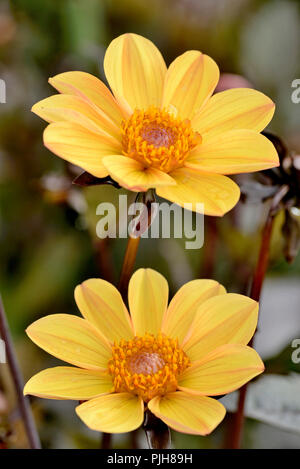 Le dahlia (Dahlia), évêque de type York, fleurs jaunes, Allemagne Banque D'Images