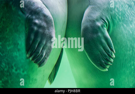 Détail, les pattes, le phoque commun (Phoca vitulina), station d'étanchéité Friedrichskoog, Mer du Nord, Schleswig-Holstein, Allemagne Banque D'Images