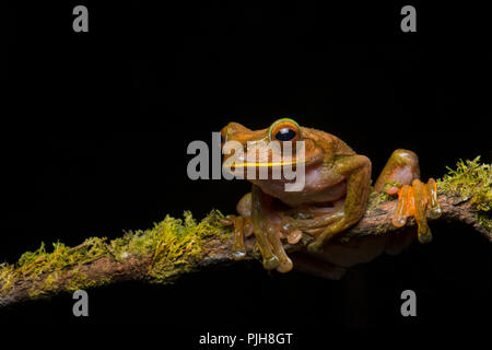 Boophis madagascariensis grenouille (Madagascar), est assis sur une branche, forêt tropicale, au sud-est de Madagascar, Ranomafana Madagascar Banque D'Images