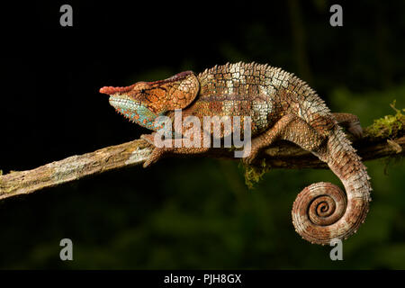 Caméléon Calumma crypticum cryptiques (mâle), sur la branche, rainforest Ranomafana, au sud-est de Madagascar, Madagascar Banque D'Images