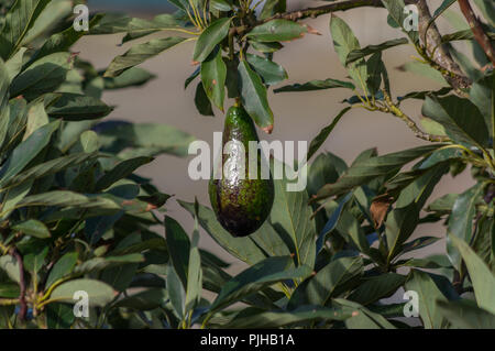 Avocatier, avocat mûr sur l'arbre, cette plante cultivée dans les régions tropicales Banque D'Images