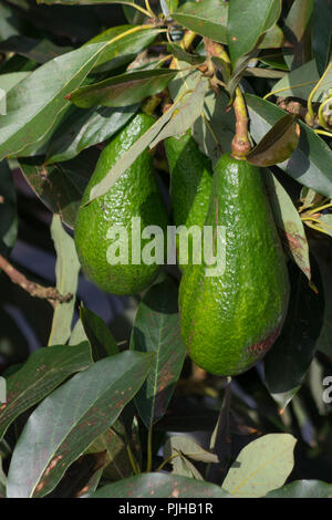 Avocatier, avocat mûr sur l'arbre, cette plante cultivée dans les régions tropicales Banque D'Images