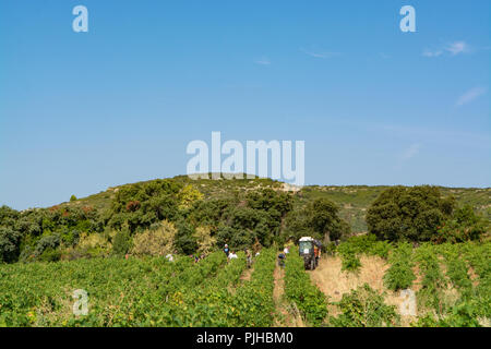 Paysage avec des travailleurs venu les raisins pour le vin blanc sur les plantes vigne dans le sud de la France, de raisin muscat mûr blanc nouvelle récolte Banque D'Images