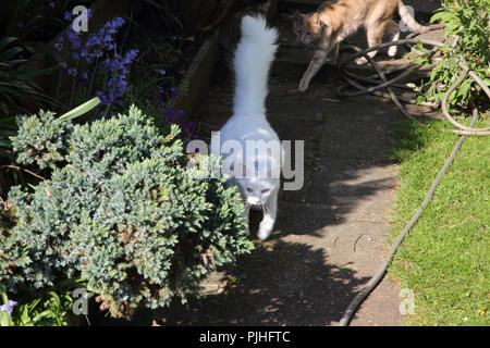 Chat Angora Turc en gestation dans jardin Banque D'Images