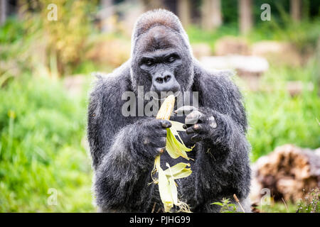 Homme gorille de plaine de l'ouest de manger le maïs. Banque D'Images