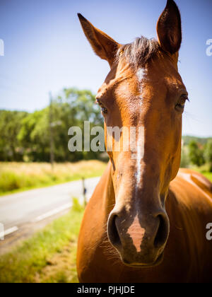 Vue de face d'un cheval brun, sans vaisselle sur le pâturage Banque D'Images