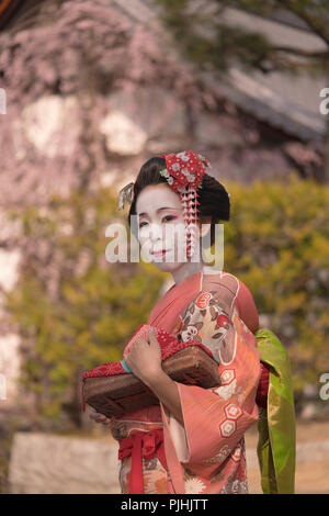 Dans un kimono Maiko marchant devant un temple japonais traditionnel entouré de fleurs de cerisier et de pins. Banque D'Images