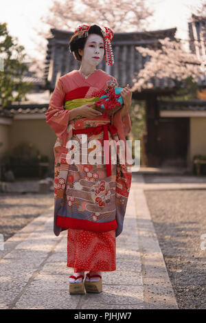 Dans un kimono Maiko marcher sur un chemin de pierre en face de la porte d'un temple japonais traditionnel entouré de cerisiers en fleurs dans le coucher du soleil. Banque D'Images