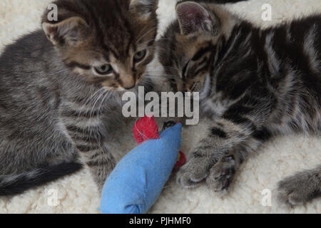 Sept semaines Tabby chatons jouant avec la souris Jouet Banque D'Images