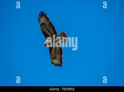 Buse variable, volant au-dessus, Alsager, Cheshire, Royaume-Uni Banque D'Images