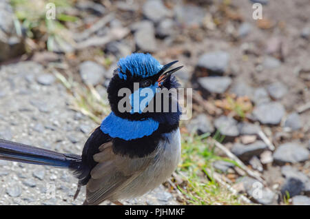 Un superbe mâle fairy wren, Tasmanie, Australie Banque D'Images