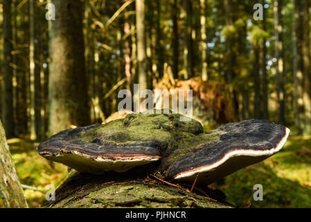 Ceinture rouge conk (Fomitopsis pinicola) croissant sur dead épinette. Banque D'Images