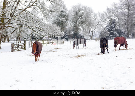 Chevaux avec Coats d'hiver dans Paddock couvert de neige Winter Landscape Royaume-Uni Banque D'Images