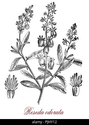 Vintage gravure de reseda odorata ou mignonette jardin de plantes à fleurs, cultivées comme plantes ornementales avec frangrant flowers, utilisé pour l'huile essentielle. Banque D'Images