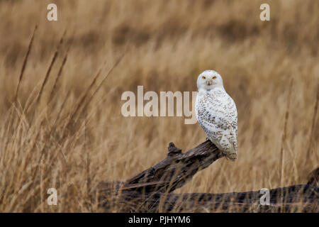 Un harfang des neiges sur un journal dans les hautes herbes sèches Banque D'Images