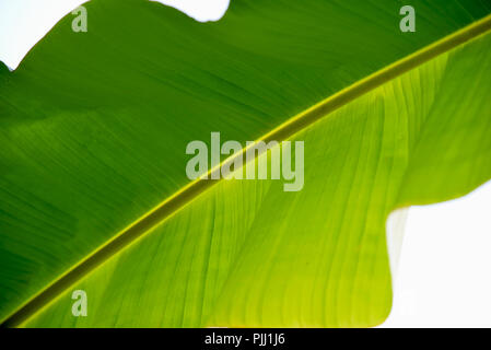 Les feuilles de banane verte Banque D'Images