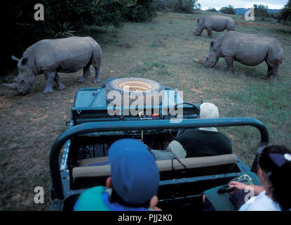 L'endagered rhinos sont enregistrées à partir d'poatchers dans Shamwari Game Reserve près de Port Elisabeth en liège Banque D'Images