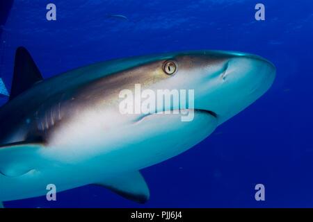 Gros plan radical, Gris requin de récif, requin en Paradis, Bahamas Banque D'Images