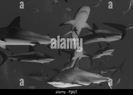 Un groupe de requins, surtout les requins gris de récif, et les requins citrons, natation dans Tiger Beach, Freeport, Bahamas. Banque D'Images