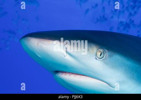 Gros plan radical, Gris requin de récif, requin en Paradis, Bahamas Banque D'Images