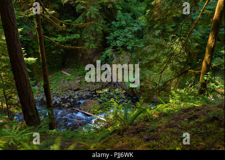 La randonnée le long de Tanner Creek pour wahclella Falls dans la gorge du Columbia. Banque D'Images