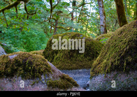 La randonnée le long de Tanner Creek pour Wahclella Falls dans la gorge du Columbia, waterlined rochers s'asseoir le long des rives. Banque D'Images