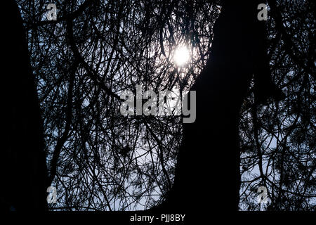 Filtrage du soleil à travers les arbres créant une silhouette Banque D'Images