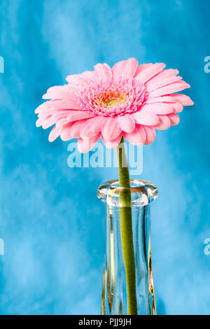 Duotone Close up image of single gerbera rose germini fllower couverts dans les gouttelettes d'eau contre un fond bleu pastel Banque D'Images
