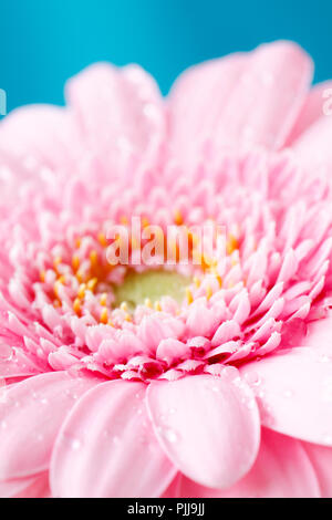 Duotone Close up image of single gerbera rose germini fllower couverts dans les gouttelettes d'eau contre un fond bleu pastel Banque D'Images