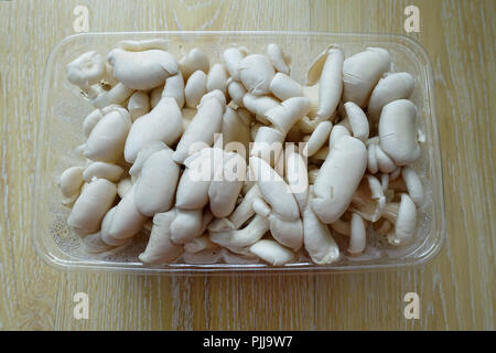 Pleurotus ostreatus ou connu sous le nom de pleurotes dans un punnett Banque D'Images