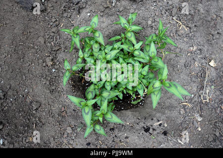 Menthe vietnamienne, Persicaria odorata poussant dans le sol Banque D'Images